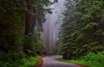 redwood-national-park-1587301_1920