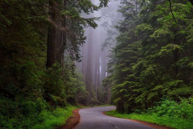 redwood-national-park-1587301_1920