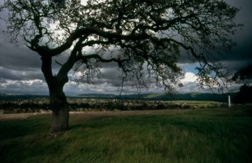 tree-696836_1280